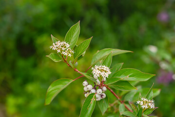 Close-up of red osier dogwood flowers and berries in forest in Alberta, Canada