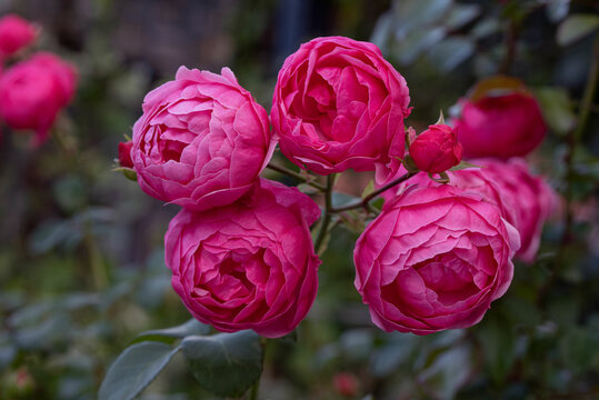 Closeup of beautiful blooming Pomponella rose branch in the garden