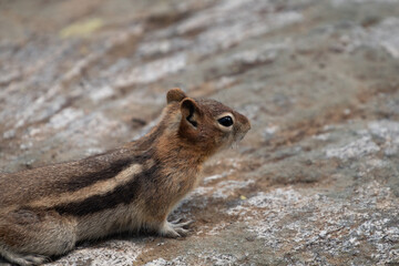 chipmunk on the rocks