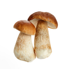 Boletus mushroom isolated on white background. King bolete.