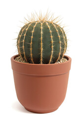 cactus in flowerpot