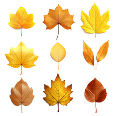 Set of autumn leaf  isolated on the transparent background PNG.