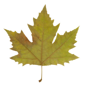Maple foliage, single flat leaf, outline. Autumn leaf. A maple leaf in autumn color on transparent,png.