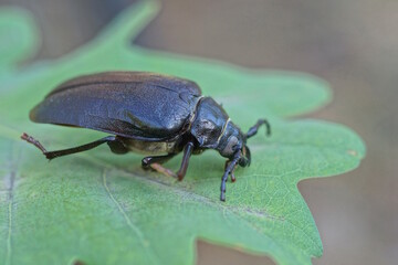 one big black brown beetle sits on a green leaf of a plant in summer nature