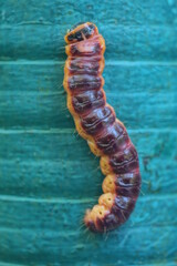 one large red yellow caterpillar lies on a green wall on the street