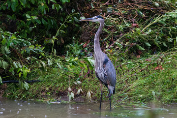 great blue heron on the pond