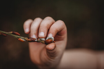 hand holding a branch of willow