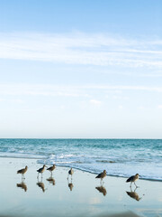 Low angle view of six shorebirds standing on beach with their reflections on wet sand and ocean in the background