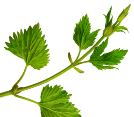 Hop branches with green leaves, for sale, advertising, floral design and decor.Fresh hop tendrils. on transparent, png