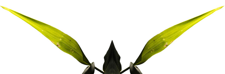 Folha verde do capim planta nativa da Mata Atlântica Brasileira. São Paulo, Brasil.  Formato de...
