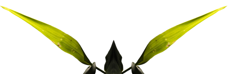 Folha verde do capim planta nativa da Mata Atlântica Brasileira. São Paulo, Brasil.  Formato de arquivo png com fundo transparente.