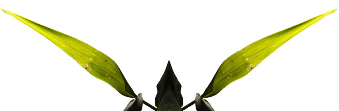Folha verde do capim planta nativa da Mata Atl&acirc;ntica Brasileira. S&atilde;o Paulo, Brasil.  Formato de arquivo png com fundo transparente.