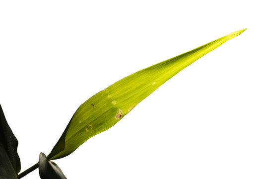 Folha verde do capim planta nativa da Mata Atl&acirc;ntica Brasileira. S&atilde;o Paulo, Brasil.  Formato de arquivo png com fundo transparente.