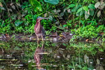 green heron on the pond