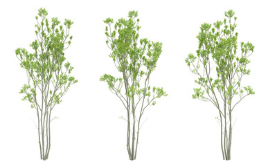 Green outside trees on transparent background, landscape plant, 3d render illustration.