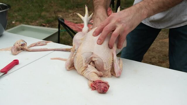 Pulling or removing guts or chicken internals while hand processing freshly butchered and plucked poultry.