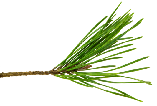 pine cone. branch on transparent, png. Spruce branch with green cones on white. Young pine cone on a green tree branch.