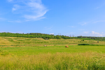 Cow in the village on the pasture. Background with selective focus and copy space