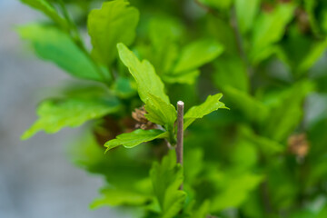 Pruned tree branches in the garden. Caring for plants and trees. Background with selective focus