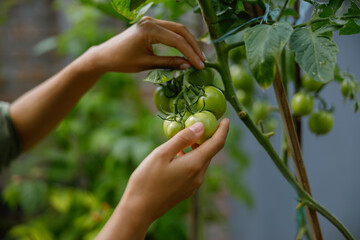Fototapeta premium Close up of farmer hands taking care of tomato plants in vegetables plantation. Agriculture concept