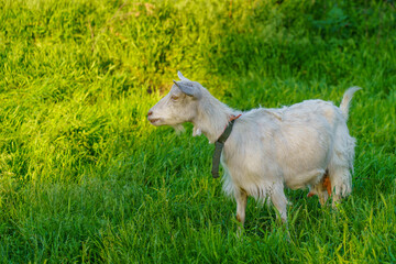 Obraz premium Goats in the village. Background with selective focus and copy space