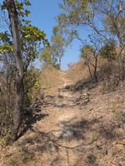 Fototapeta na wymiar Australian bush in North Queensland Townsville 