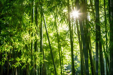 Sunlight filtering through the vibrant green leaves of a bamboo tree