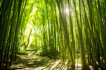 A serene bamboo forest with sunlight filtering through the tall trees