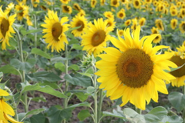 Beautiful sunflowers in the sunflower field