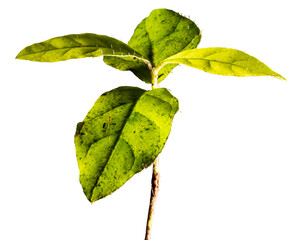 Planta pequena de folha vede encontrada na Mata Atlântica Brasileira. São Paulo, Brasil.   Formato de arquivo png com fundo transparente. © Luiz Leite