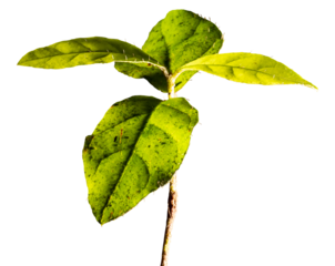 Planta pequena de folha vede encontrada na Mata Atlântica Brasileira. São Paulo, Brasil.   Formato de arquivo png com fundo transparente.