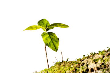 Planta pequena de folha vede encontrada na Mata Atlântica Brasileira. São Paulo, Brasil.   Formato de arquivo png com fundo transparente.