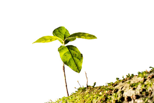 Planta pequena de folha vede encontrada na Mata Atl&acirc;ntica Brasileira. S&atilde;o Paulo, Brasil.   Formato de arquivo png com fundo transparente.