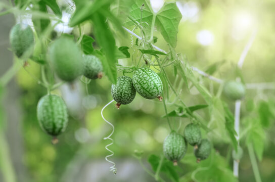 Melothria scabra is a liana-like plant whose fruits taste like cucumbers. Organic gardening concept.
