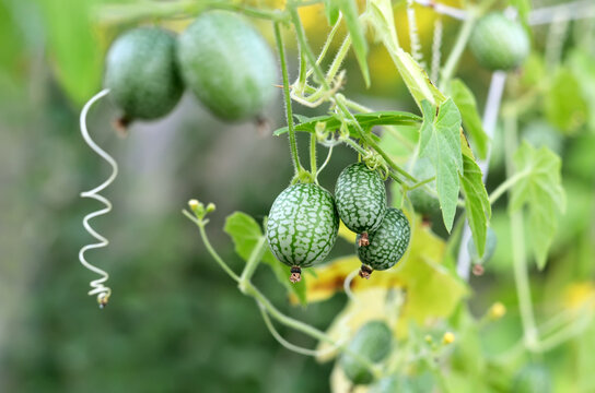 Green striped fruits of Melotria scabra similar to a small watermelon with a cucumber flavor. Organic gardening concept.