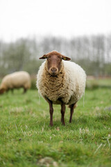 Fototapeta premium sheep and lamb