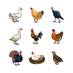 Domestic Chicken bird. Turkey, guinea fowl, goose, duck, quail. Hand drawn. Engraved Farm animal. Old monochrome sketch. Retro template.