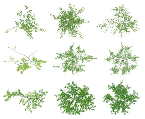 Naklejka premium Set of green outside tree on top view isolated on transparent background, 2d plants, 3d render illustration.