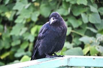 A crow. Background material of wild birds in nature.