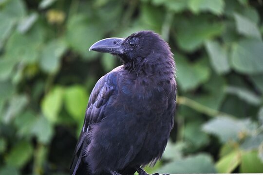 A crow. Background material of wild birds in nature.