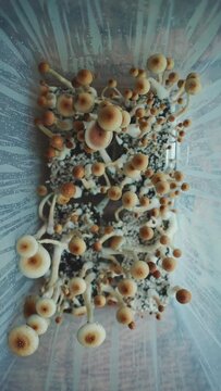 medical psychedelic psilocybin mushrooms for therapy in growbox, vertical video