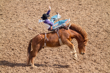 Rodeo Bucking Bronco