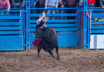 Rodeo Bull Competition