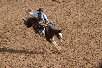 Rodeo Bucking Bronco