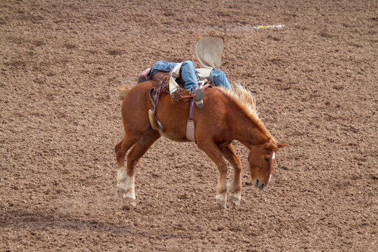 Rodeo Bucking Bronco