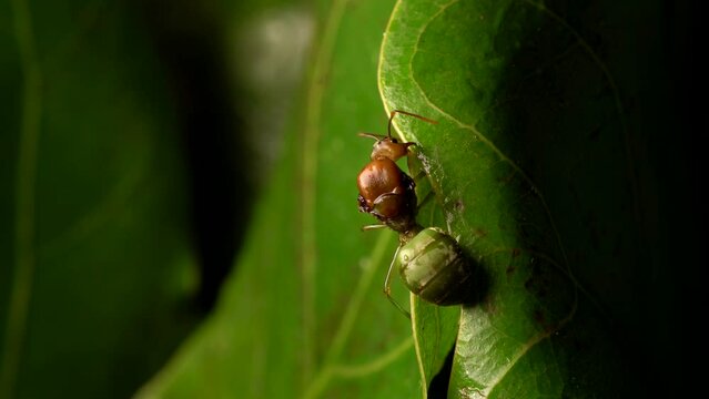 Macro shot of a Queen Weaver Ant on green leaf