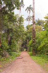 Old abandoned fishing village, houses taken over by plants and jungle. Dois Rios beach on Ilha Grande, Angra dos Reis, Rio de Janeiro, Brazil