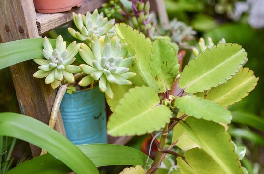 Kalanchoe medicinal y cactus de color verde, sobre macetas caseras antiguas