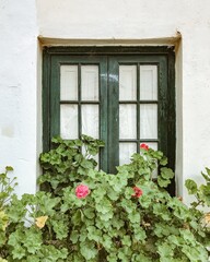 Ventana antigua de color verde madera, con en regadera verde con flores rosadas, amarillas y rojas 