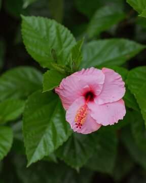 Flor Hibiscus rosa con p&eacute;talos verdes